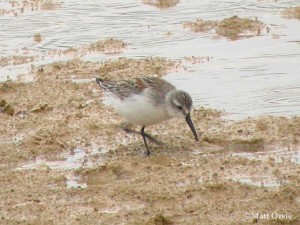 Western Sandpiper