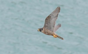 Harpers Ferry peregrine (adult female)