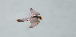 Harpers Ferry peregrine 2008 (adult male)