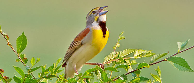 Potomac Valley Audubon Birder's Blog