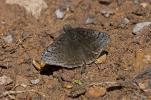 Sleepy Duskywing