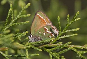 Juniper Hairstreak