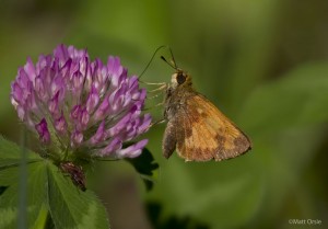 Hobomok Skipper