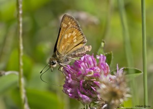 Indian Skipper