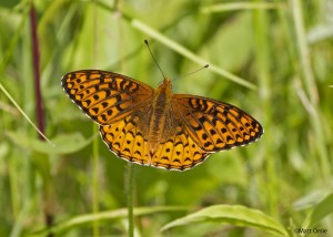 Atlantis Fritillary