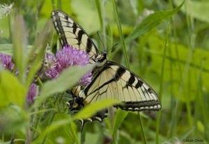 Appalachian Tiger Swallowtail