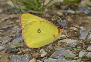 Pink-edged Sulphur