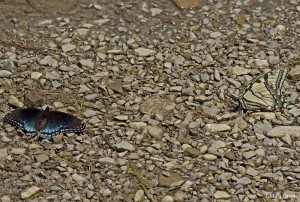 Canidian Tiger Swallowtail + Red-spotted Purple