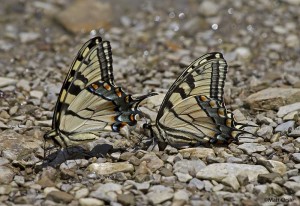 Canidian Tiger Swallowtail + Eastern Tiger Swallowtail