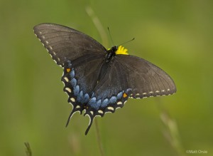 Eastern Tiger Swallowtail - female