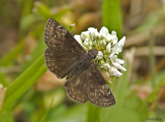 Wild Indigo Duskywing