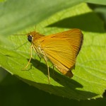 Delware Skipper