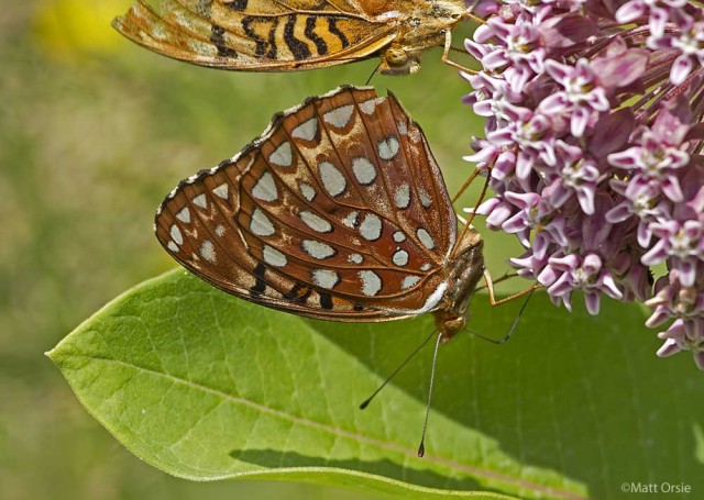 Aphrodite Fritillary