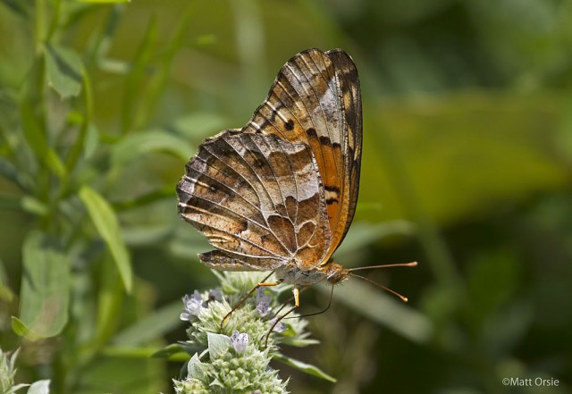 Varieagated Fritillary