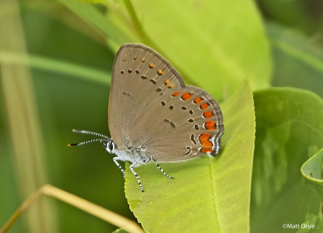 Coral Hairstreak