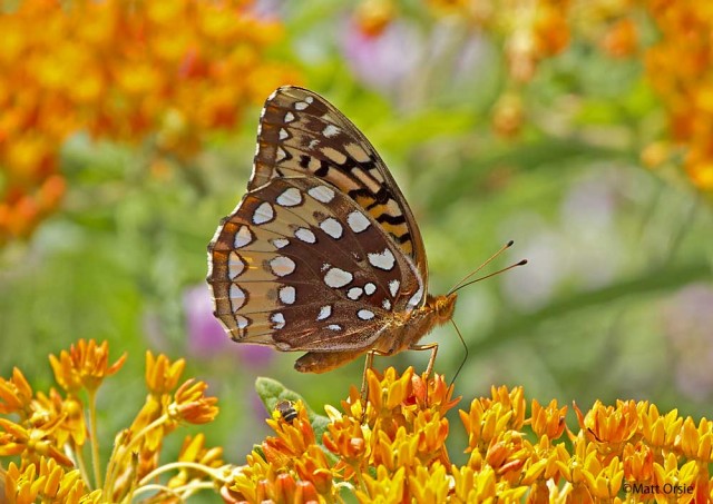 Great Spangled Fritillary