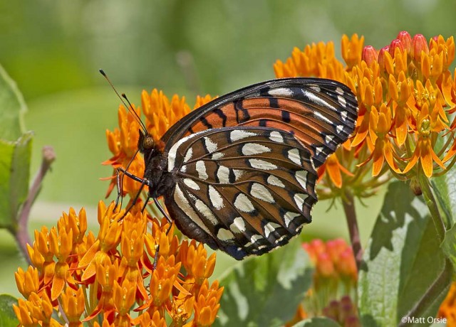 Regal Fritillary