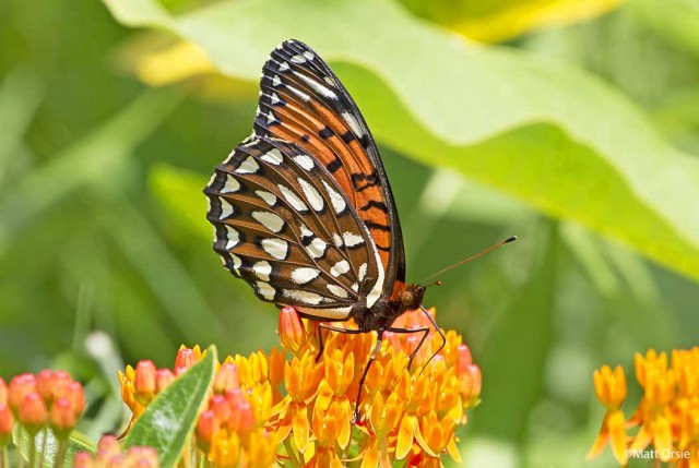 Regal Fritillary