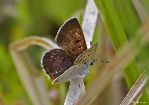 Bog Copper