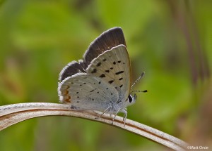 Bog Copper