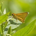 Delware Skipper