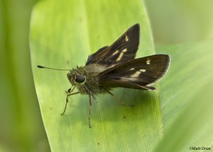 Little Glassywing