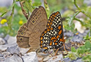 Baltimore Checkerspot - Appalachian Brown