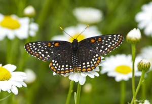 Baltimore Checkerspot