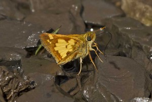 Peck's Skipper