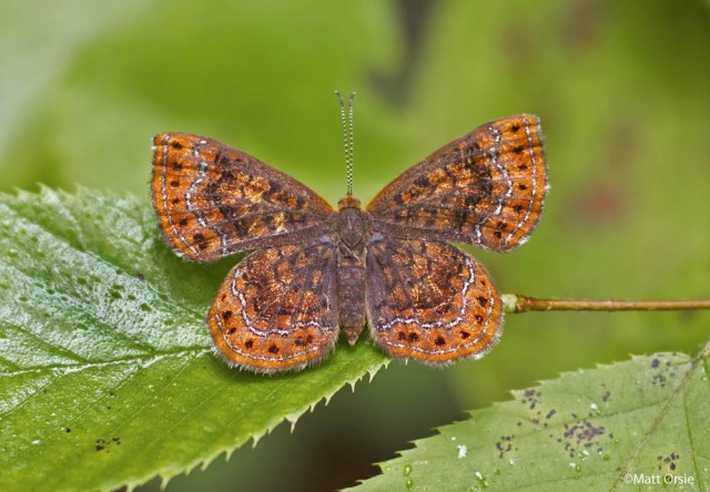 Northern Metalmark