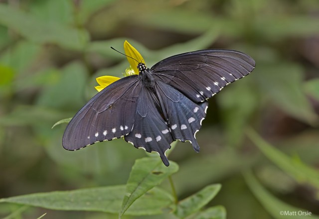 Pipevine Swallowtail