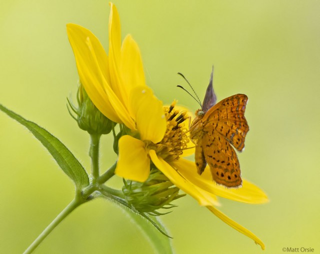 Northern Metalmark