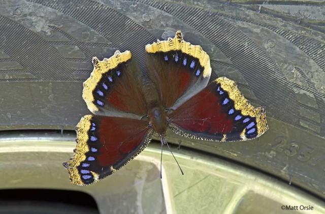 Mourning Cloak