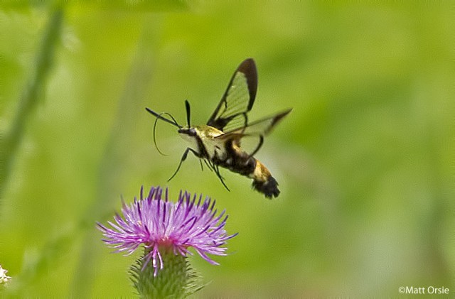 Snowberry Clearwing