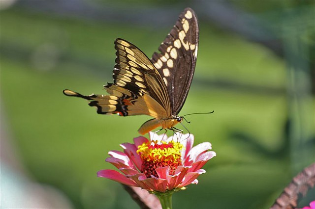 Giant Swallowtail - Bruni Haydl