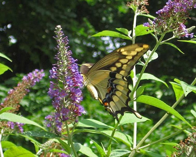 Giant Swallowtail - Deb Hale