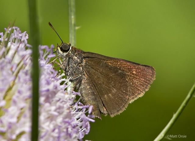 Crossline Skipper