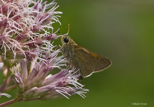 Tawny-edged Skipper