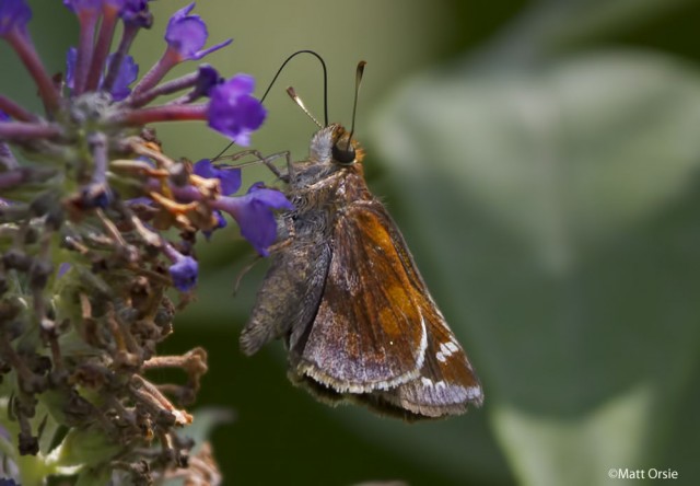 Zabulon Skipper - female