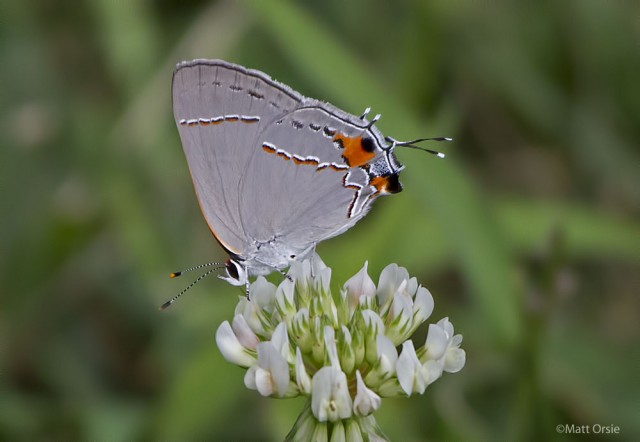 Gray Hairstreak