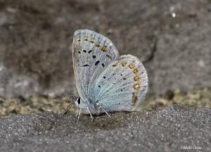  Plebejus anna - Anna's Blue