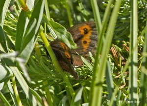  Erebia vidleri - Vidler's Alpine