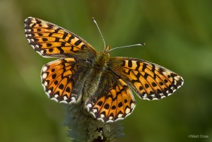  Boloria chariclea - Arctic Fritillary