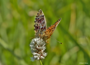  Boloria chariclea - Arctic Fritillary