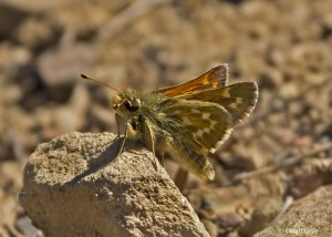  Hesperia comma - Common Branded Skipper