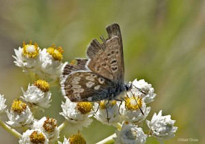  Plebejus glandon - Arctic Blue 