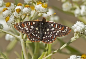  Euphydryas colon - Snowberry/Colon Checkerspot