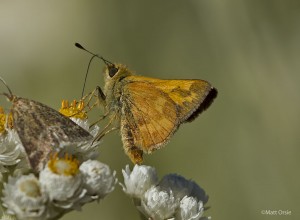  Ochlodes sylvanoides - Woodland Skipper