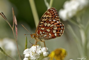  Speyeria hydaspe - Hydaspe Fritillary