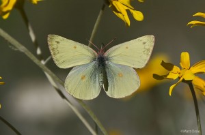  Colias occidentalis - Western Sulphur (female)